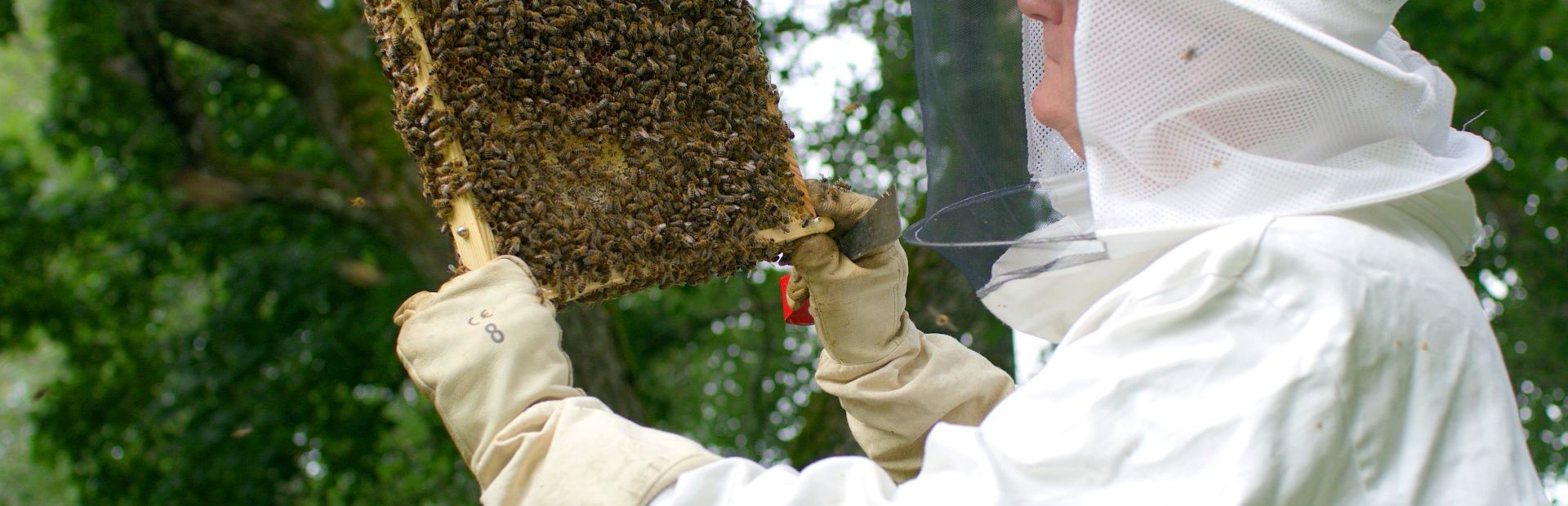 IoT to help protect bee populations